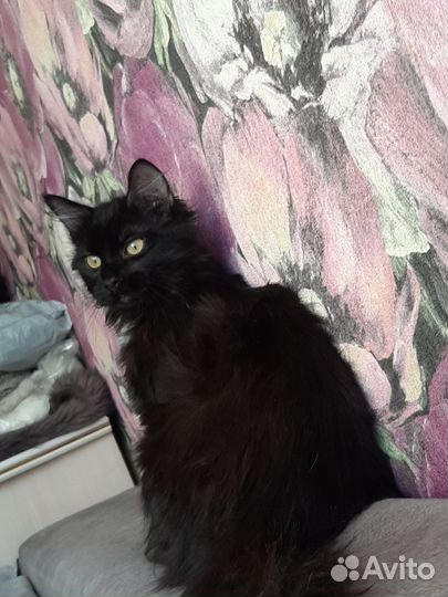 Котик 6 месяцев