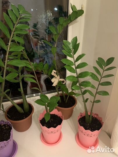 Замиокулькас