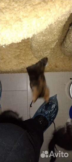 Кошка в дар