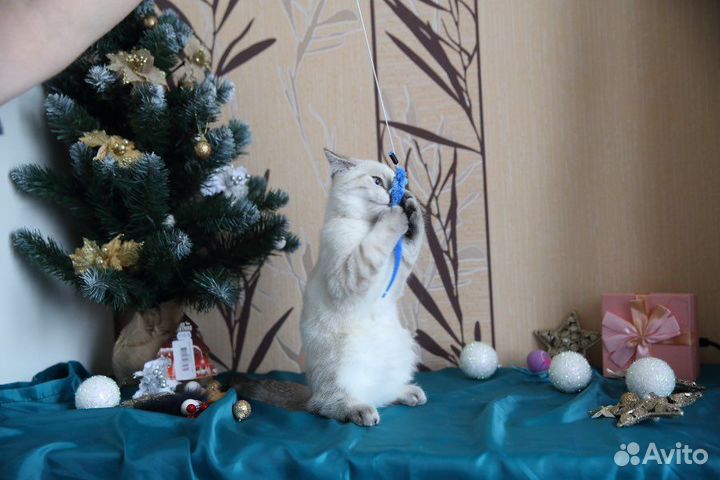 Котик