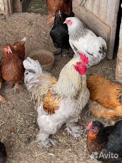 Петух породы Брама