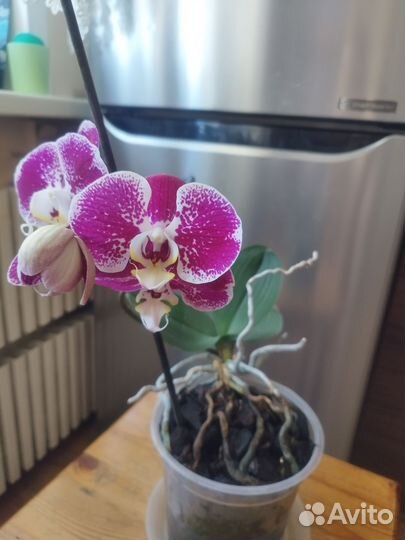 Орхидея фаленопсис