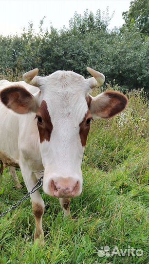 Корова дойная