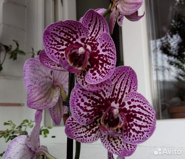 Орхидея фаленопсис