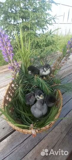 Маран черно-медный,Гуси,Утки,Индоутки,Цесарки