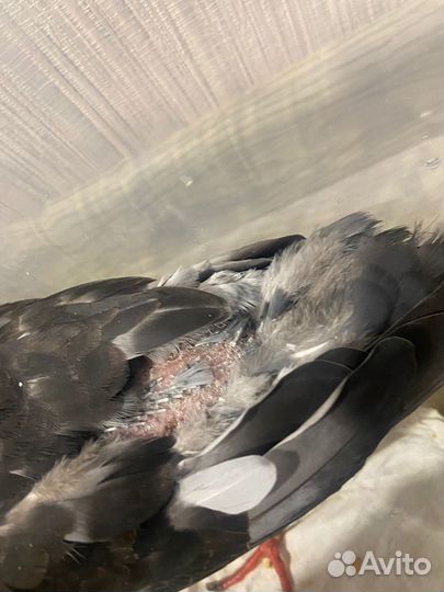 Отдам голубя в хорошие руки