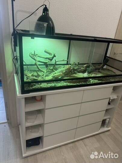 Ящерица с террариумом