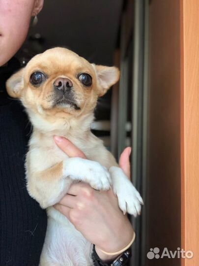 Кобель чихуахуа для вязки