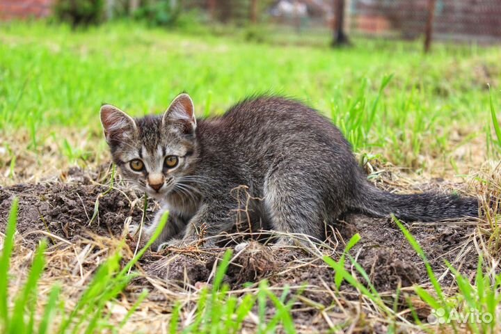 Отдам котёнка