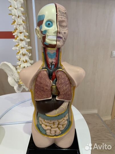 Висцеральная практика (массаж)