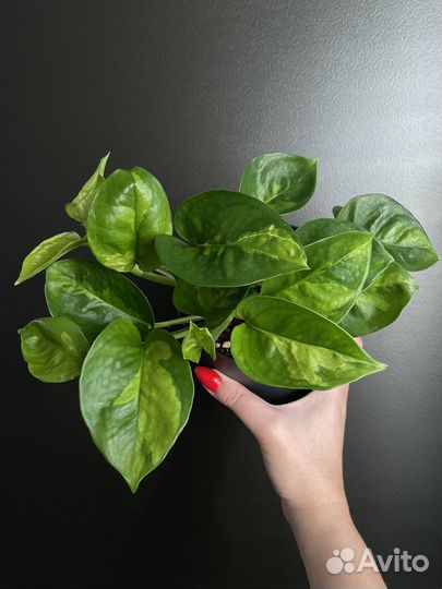 Эпипремнумы