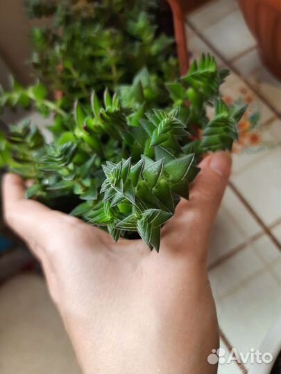 Суккуленты