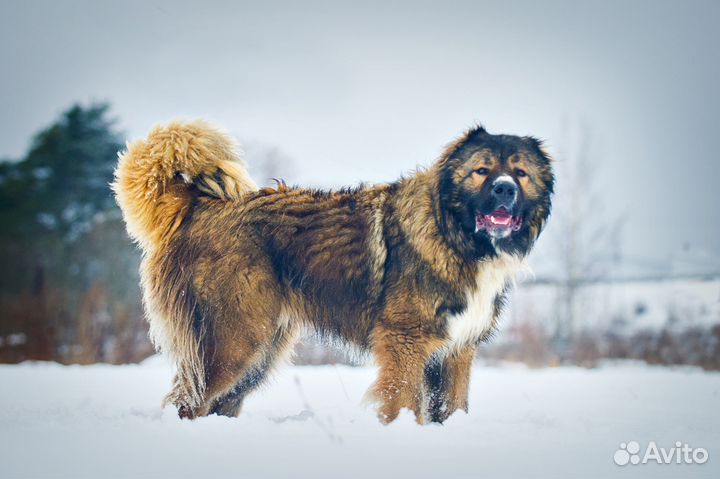 Кавказская овчарка в дар