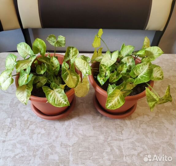 Сингониум Green Gold