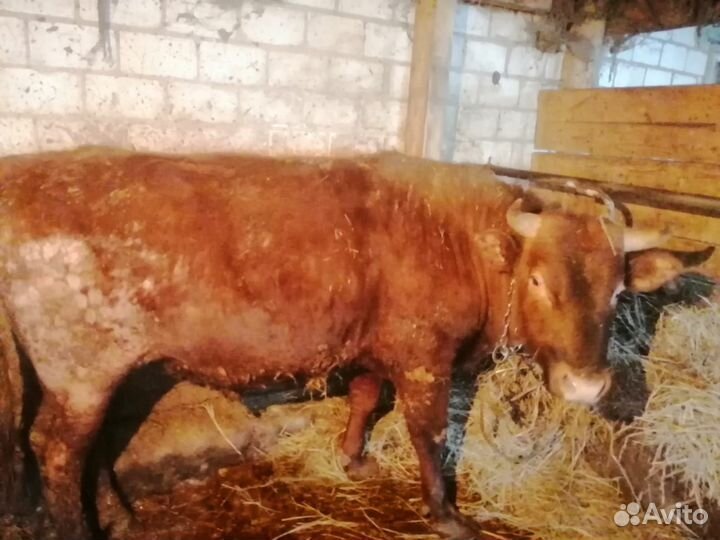 Быки на племя