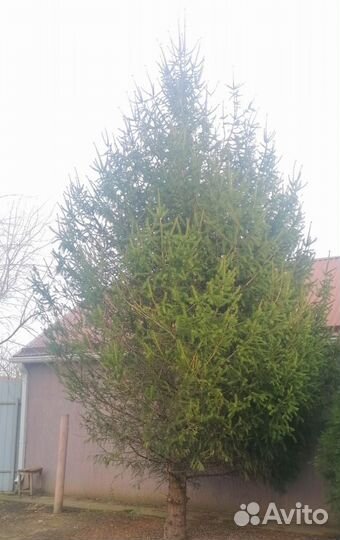Ель новогодняя живая