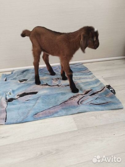 Англо нубийские козлята