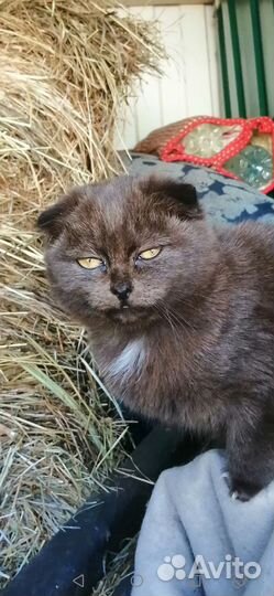 Самые несчастные котята