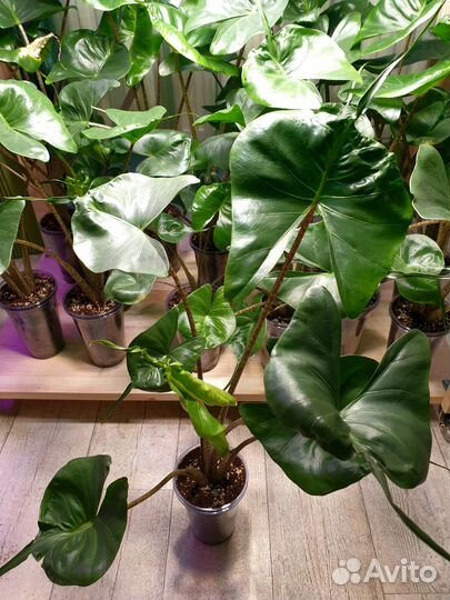 Алоказия макрориза стингрей (Alocasia stingray)