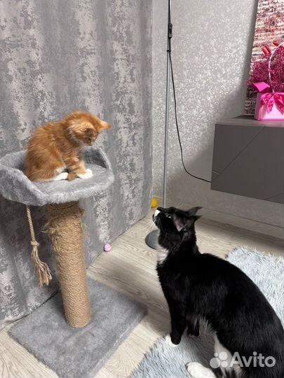 Котенок Мейн-кун