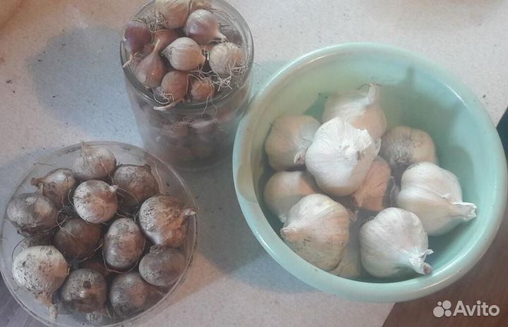 Чеснок коллекционный