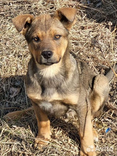 Собака в добрые руки отдам бесплатно