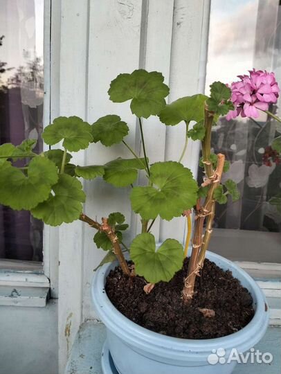 Герань пеларгония