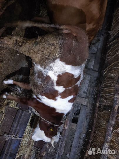 Коровы и телки на мясо