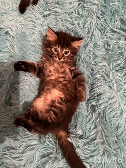 Котята смесь