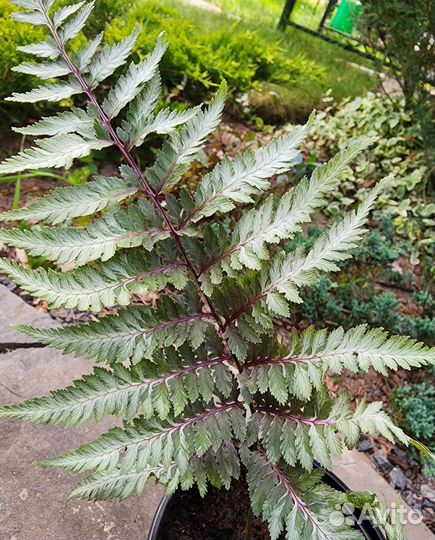 Папоротник Кочедыжник серебристый