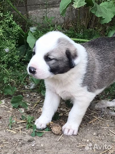 Щенки Среднеазиатская овчарка Алабай Сао