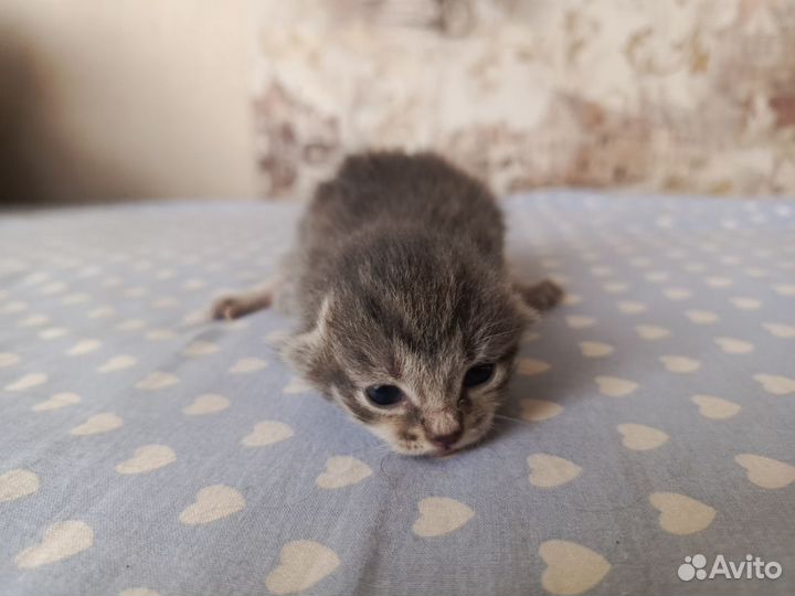 Котята в добрые руки бесплатно