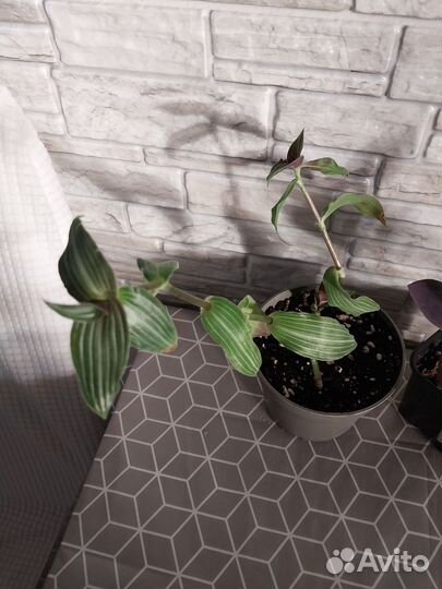 Традесканция 2 вида