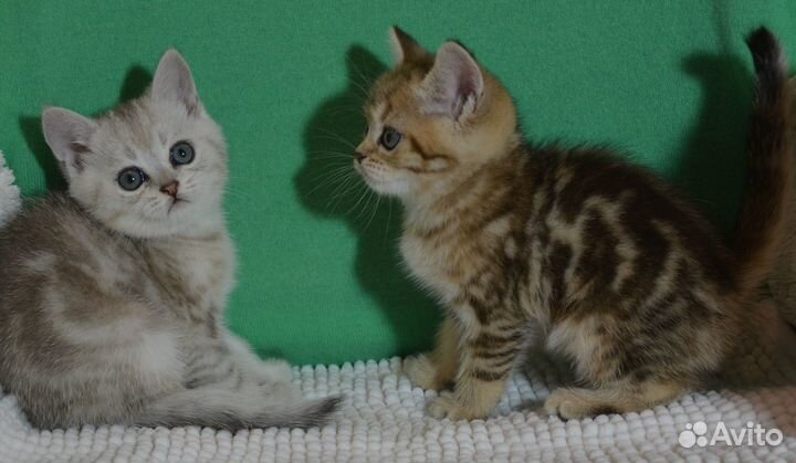 Британцы цветные