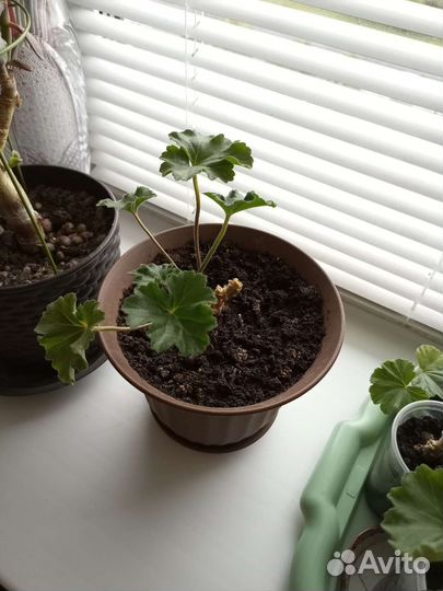 Пеларгония герань тюльпановидная Red pandora