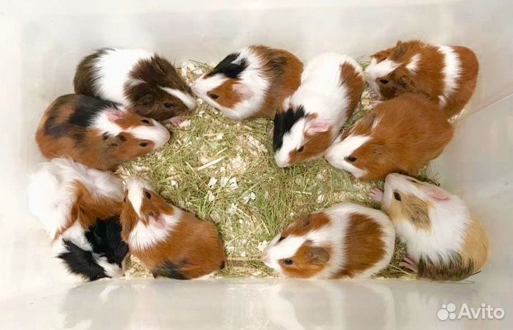 Морские свинки, перуанские, розетки, гладкие