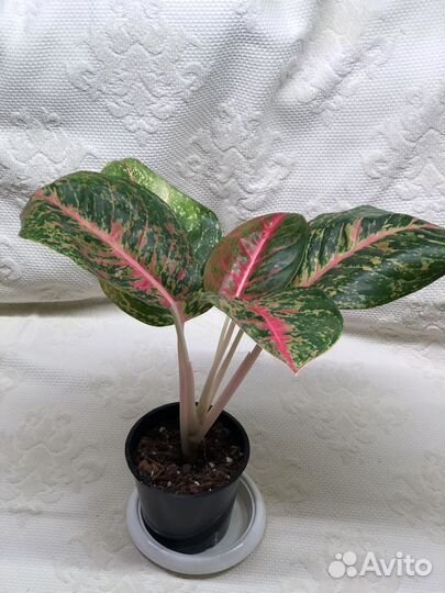 Аглаонема Боксинг