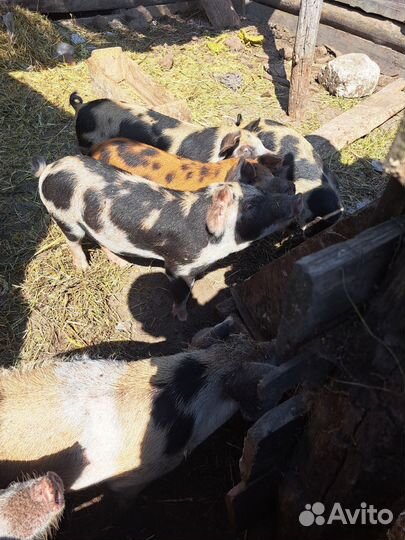 Домашние поросята