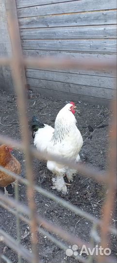 Петухи