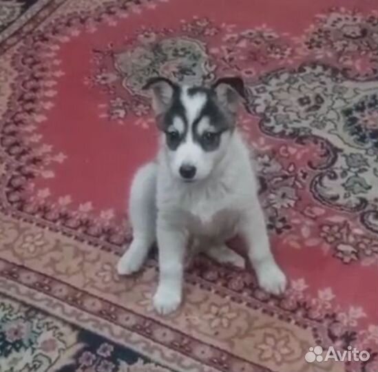 Щенок девочка в добрые руки