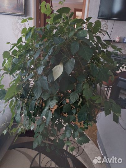 Циссус ромболистный