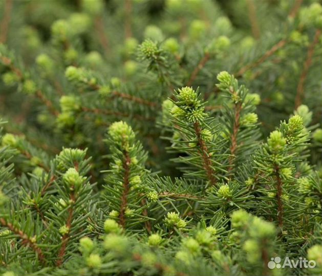 Саженцы Ель сербская Karel (Карел)