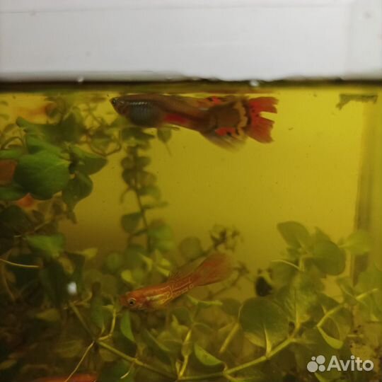 Рыбки гуппи мальки