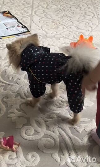 Дождевик для собак