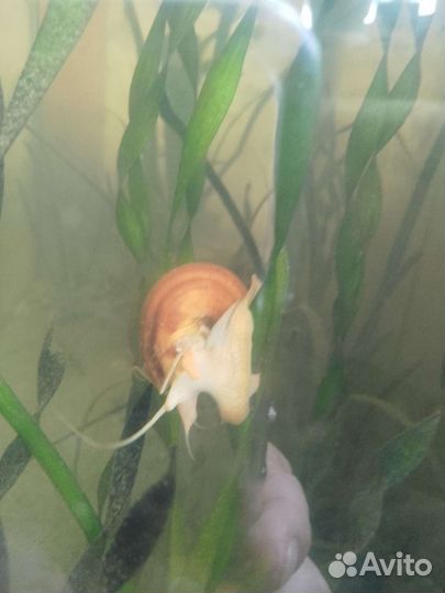Улитки аквариумные ампулярии
