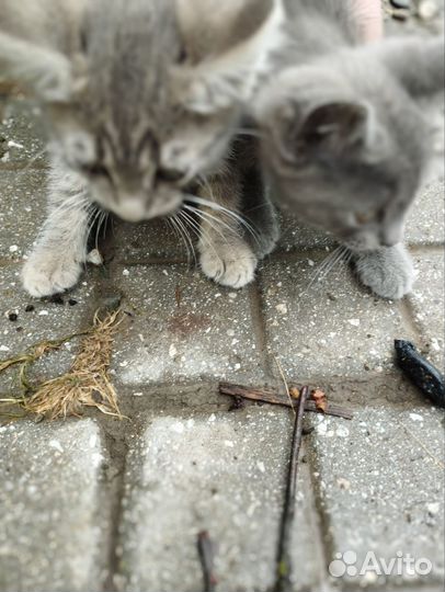 Отдаю котят, 3 девочки, 2 мальчика