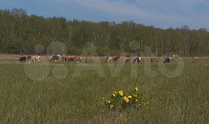 Участок 200 га (СНТ, ДНП)