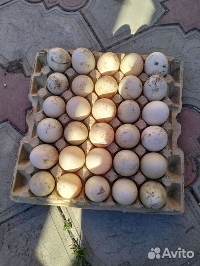 Яйцо индоуток(мускусных)