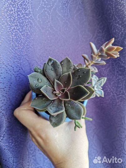 Мини садики из суккулентов, эчеверии, крассулы