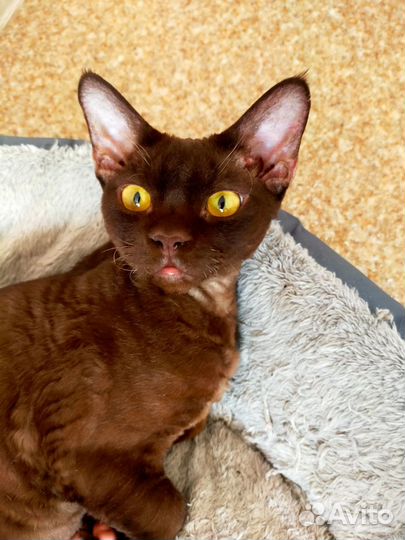 Кот девон-рекс